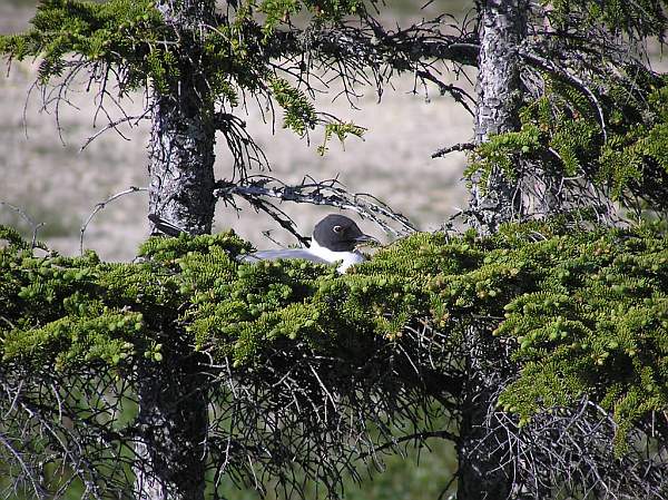 Bonaparte's gull on nest, Churchill (photo by Dr. Matthew Perry, Pawtuxent Wildlife Research Center, USGS)