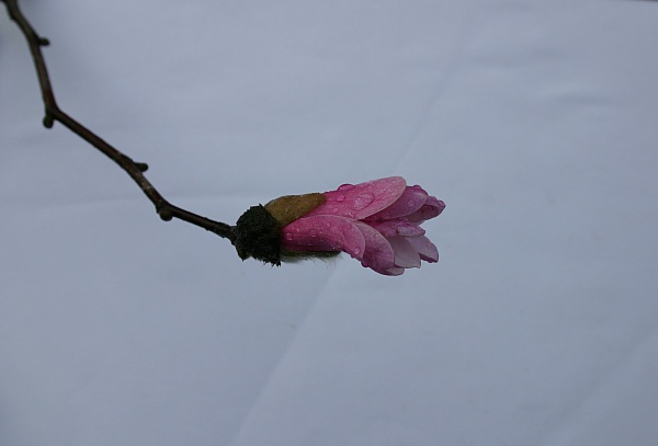 Magnolia flower opening, 16 March 2012 (photo by Kate St. John)