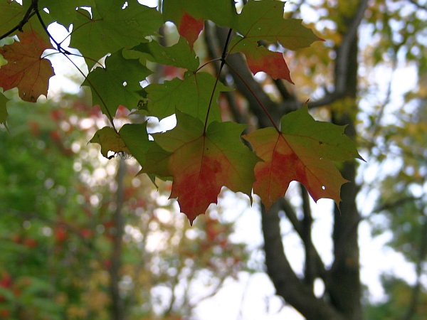 Maple leaves turning red, Schenley Park, 5 Oct 2012 (photo by Kate St. John)