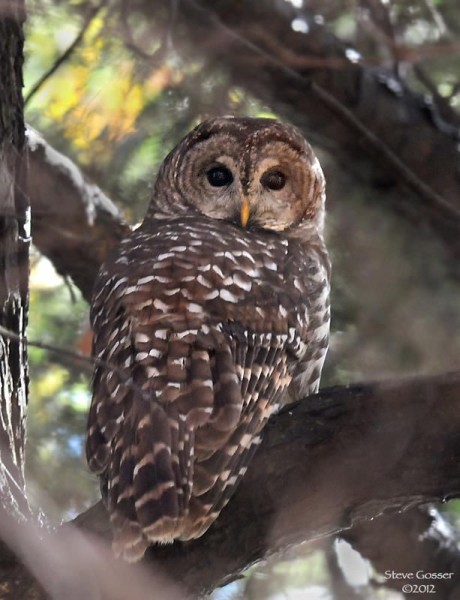 Barred owl at Crooked Creek (photo by Steve Gosser)