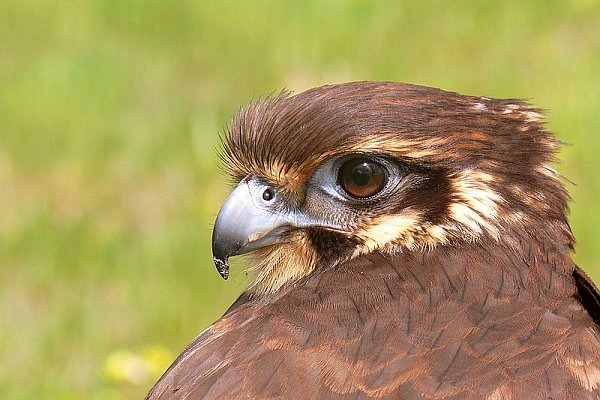 Brown Falcon, Australia (photo from Wikimedia Commons)