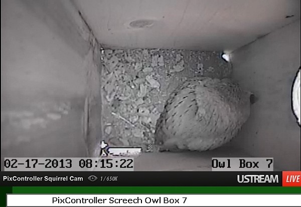 Eastern screech-owl roosting in Owl Box #7 (image from PixController.com)