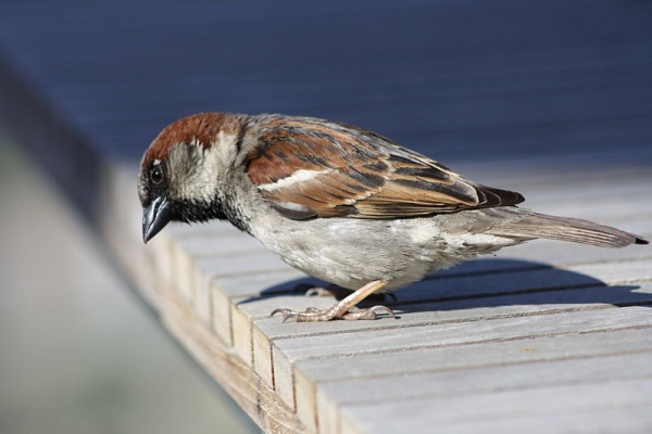 Male house sparrow (photo by David Lofink via Wikimedia Commons)