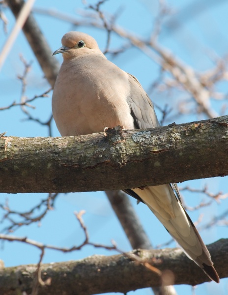 Mourning Dove in Urbana, IL (photo by Dori on Wikimedia Commons) 