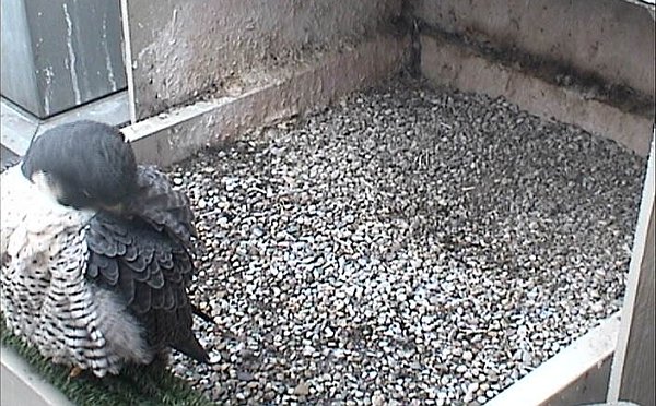 Peregrine falcon, Dorothy, preening at her nest (photo from the National Aviary falconcam at the University of Pittsburgh)