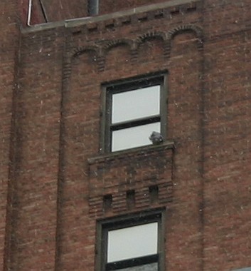 Peregrine perched on windowsill of Lawrence Hall, 24 Feb 2013 (photo by Kate St. John)