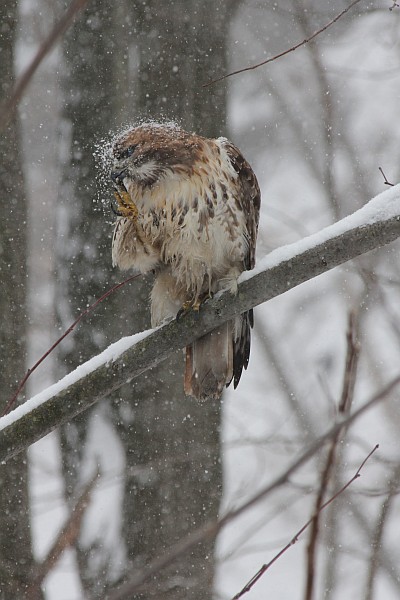 Red-tailed hawk makes the snow fly (photo by Gregory Diskin)