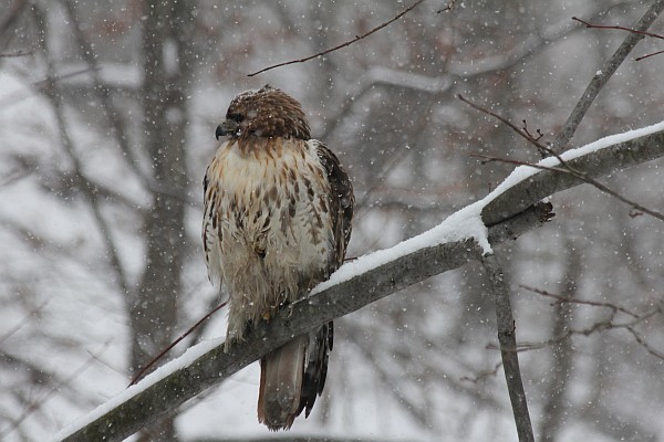 Red-tailed hawk in snow, Schenley Park (photo by Gregory Diskin)