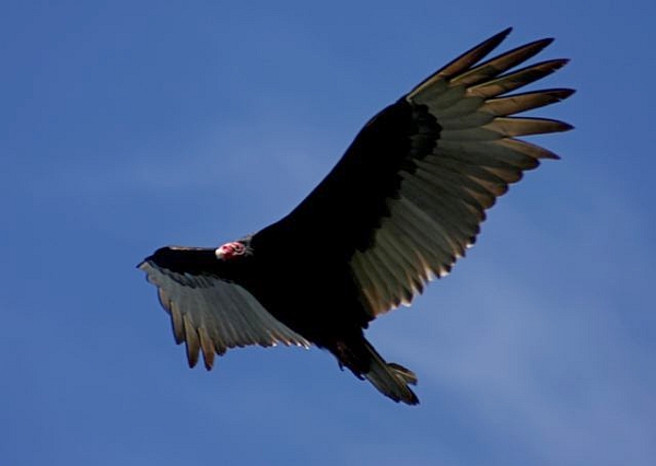Turkey vulture (photo by Chuck Tague)
