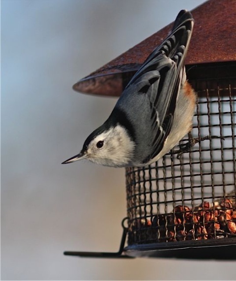 White-breasted nuthatch (photo by Marcy Cunkelman)