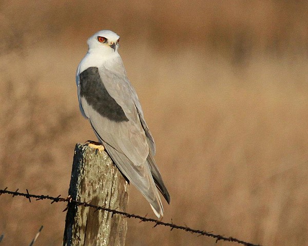 White-tailed Kite (photo by William Parker)