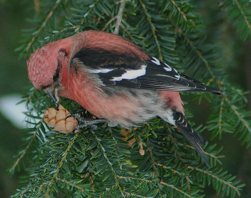 White-winged Crossbill, male (photo by Heather Jacoby)