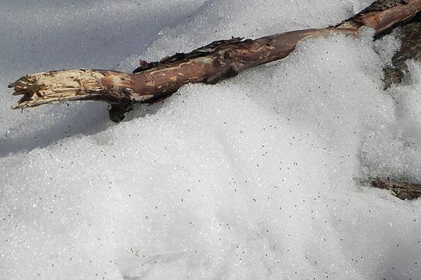 Snow fleas near a log (photo by Marianne Atkinson)