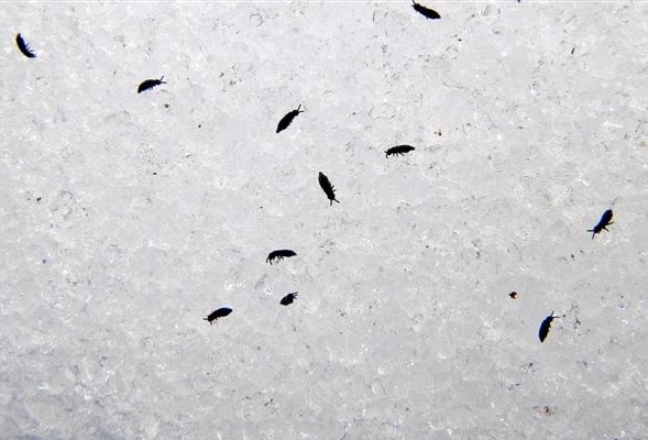 Several snow fleas (photo by Marianne Atkinson)
