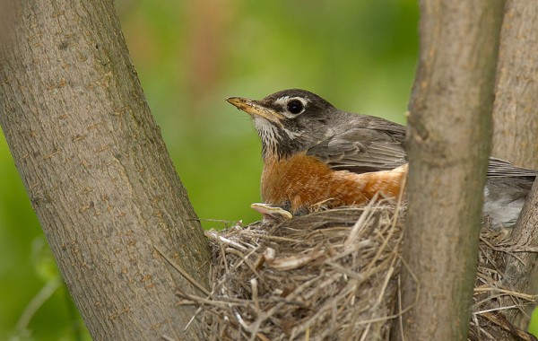 American robin on nest (photo by William Majoros on Wikimiedia Commons)
