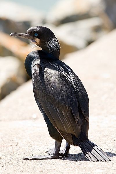 Brandt's cormorant (photo from Wikimedia Commons)