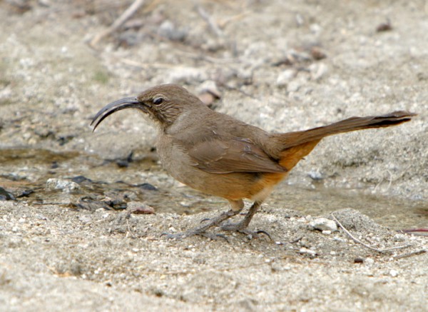 California thrasher (photo by Alan Vernon from Wikimedia Commons)