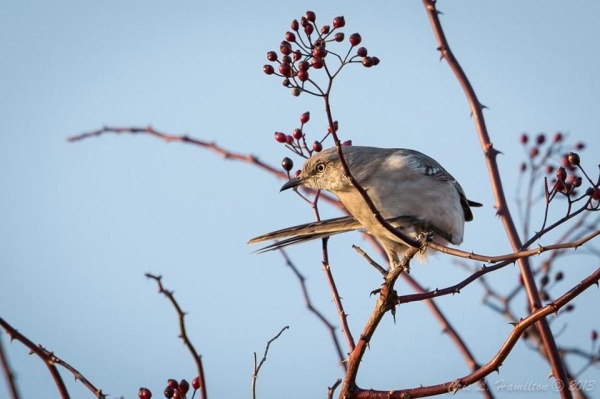 Northern Mockingbird (photo by Cris Hamilton)