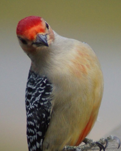 Male red-bellied woodpecker (photo by Dan Dugan)