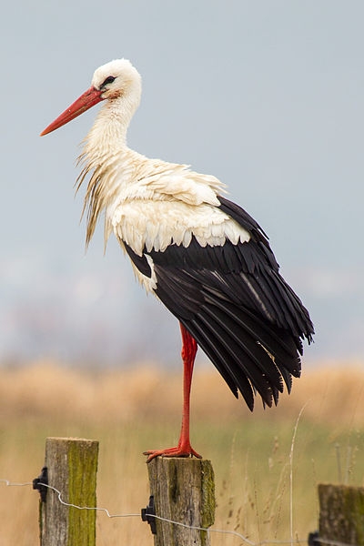 White stork (photo by Andreas Trepte via Wikimedia Commons)