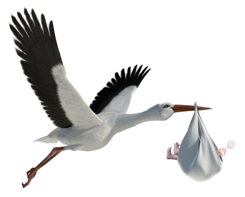 White stork carrying baby (image from Shutterstock)