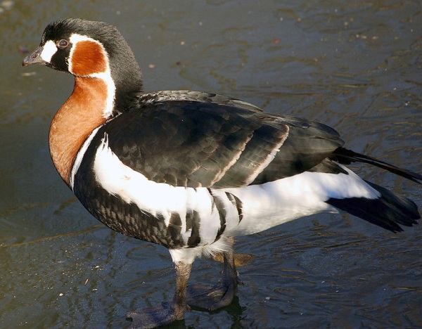 Red-breasted Goose, Branta ruficollis (photo from Wikimedia Commons)