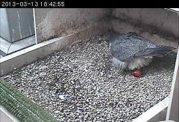 Dorothy lays her first egg of 2013, March 13, 6:42pm (photo from the snapshot camera at the Cathedral of Learning)