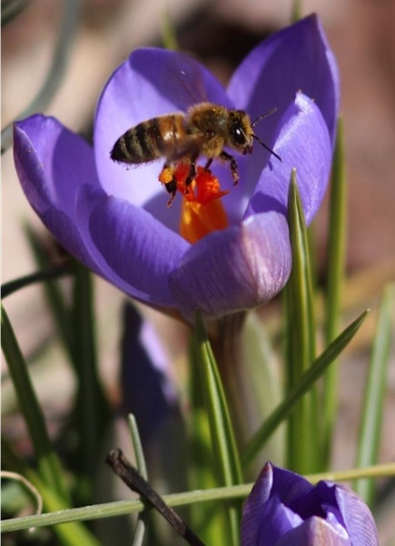 Crocus with honey bee (photo by Marcy Cunkelman)