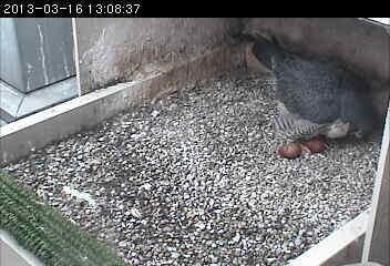 Dorothy with her 2nd egg, 16 Mar 2013 (photo from the National Aviary falconcam at Pitt)
