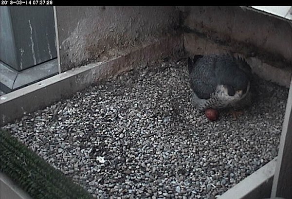 Dorothy with first egg, 14 March 2013 (photo from the National Aviary webcam at Pitt)