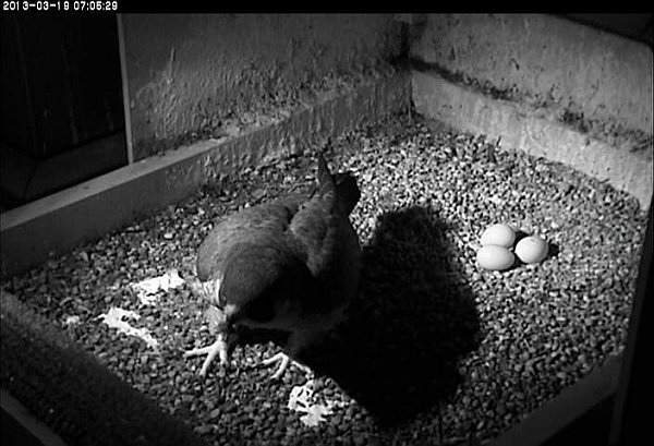 Dorothy with three eggs, 19 Mar 2013 (photo from the National Aviary falconcam at Univ of Pittsburgh)
