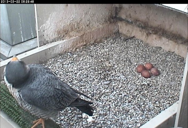 E2 with four eggs, 22 Mar 2013 (photo from the National Aviary falconcam at the Univ of Pittsburgh)