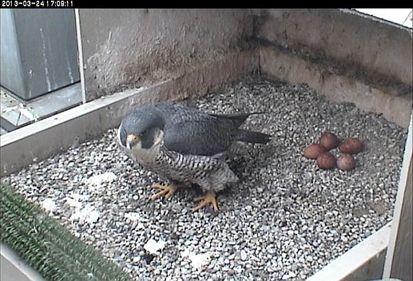 Dorothy with 5 eggs (photo from the National Aviary falconcam at the Univ of Pittsburgh)