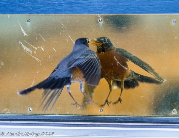Robin fighting his reflection (photo by Charlie Hickey)