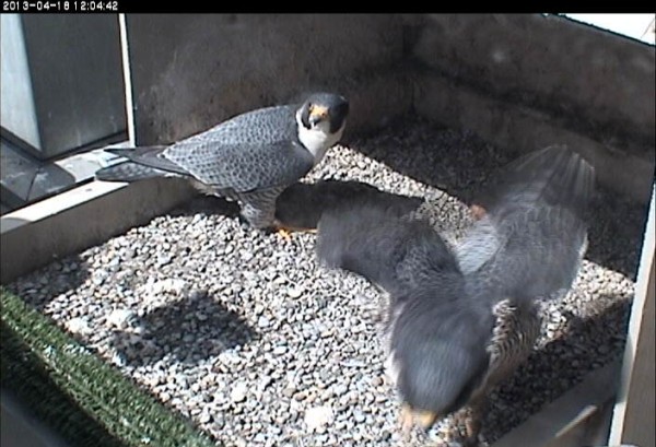 So glad for a break, Dorothy leaves as E2 takes over incubation (photo from the National Aviary falconcam at University of Pittsburgh)