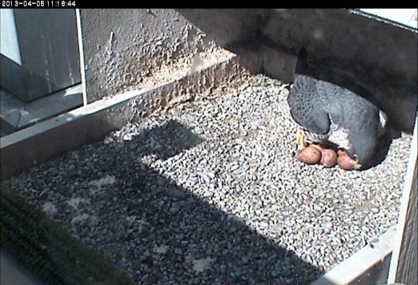 Dorothy turns her eggs (photo from the National Aviary falconcam at the Univesity of Pittsburgh)