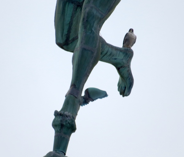 Peregrine, DotCa, on Mercury's heel, Rochester, NY (photo by Margaret Kurtz)