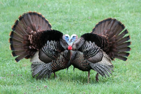 Two male wild turkeys displaying (photo by Don Weiss)