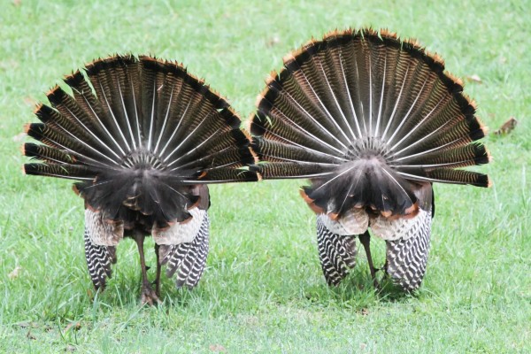 Two wild turkeys strutting their stuff for the ladies (photo by Don Weiss)