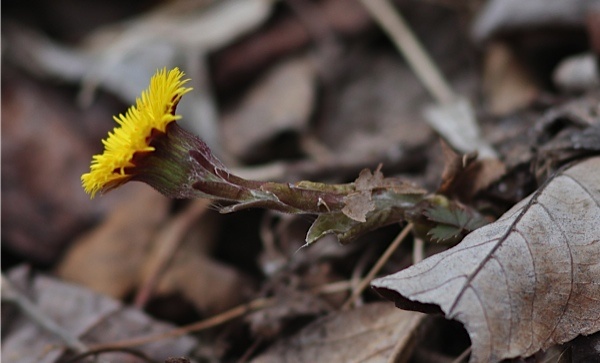 Coltsfoot blooming, from the side (photo by Marcy Cunkelman)