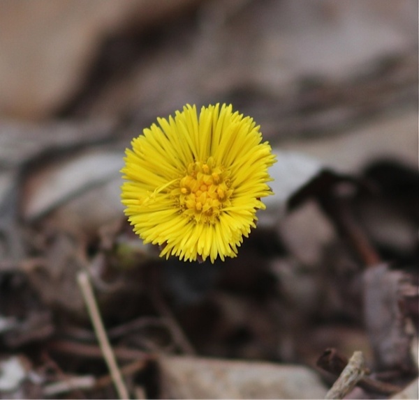 Coltsfoot blooming (photo by Marcy Cunkelman)