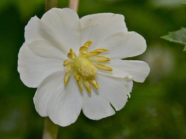 Maypple flower closeup (photo by Chuck Tague)