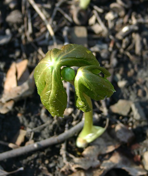 Mayapple double leaves beginning to open (photo by Kate St. John)