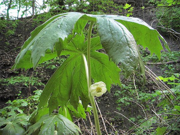 Mayapple in flower with twin leaves (photo from Wikimedia Commons)