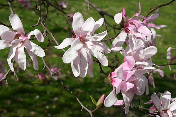 Star magnolia blooming (photo by Kate St. John)