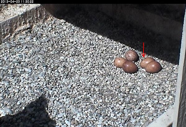 Pip in one egg at the Cathedral of Learning (photo from the National Aviary falconcam at University of Pittsburgh)