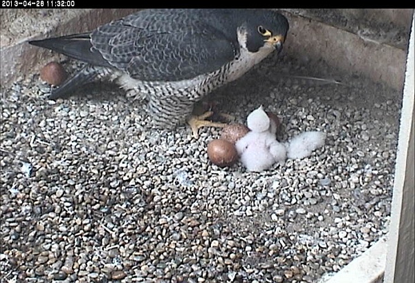 Dorothy, 1 chick, 3 eggs, 28 April 2013 (photo from the National Aviary falconcam at Univ of Pittsburgh)