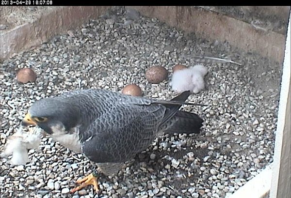 E2 removes the dead chick from the nest (photo from the National Aviary falconcam at Univ of Pittsburgh)
