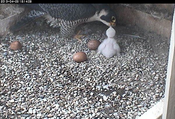 Dorothy feeds baby, 29 Apr 2013 (photo from the National Aviary falconcam at Univ of Pittsburgh)