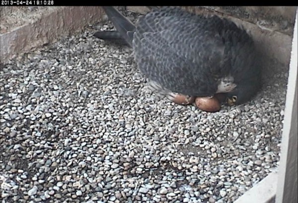 One egg will hatch very soon (photo from the National Aviary falconcam at the University of Pittsburgh)